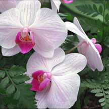 Hawai'i Image - Orchid