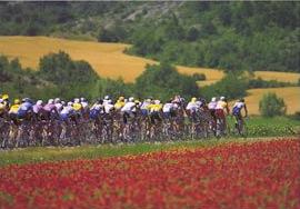 Tour de France Image - Peloton