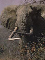 African Elephant