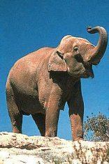 Asian Elephant