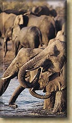 Elephant Group