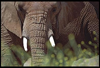 Elephant Head - News and Information Page