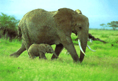 Elephant and Calf